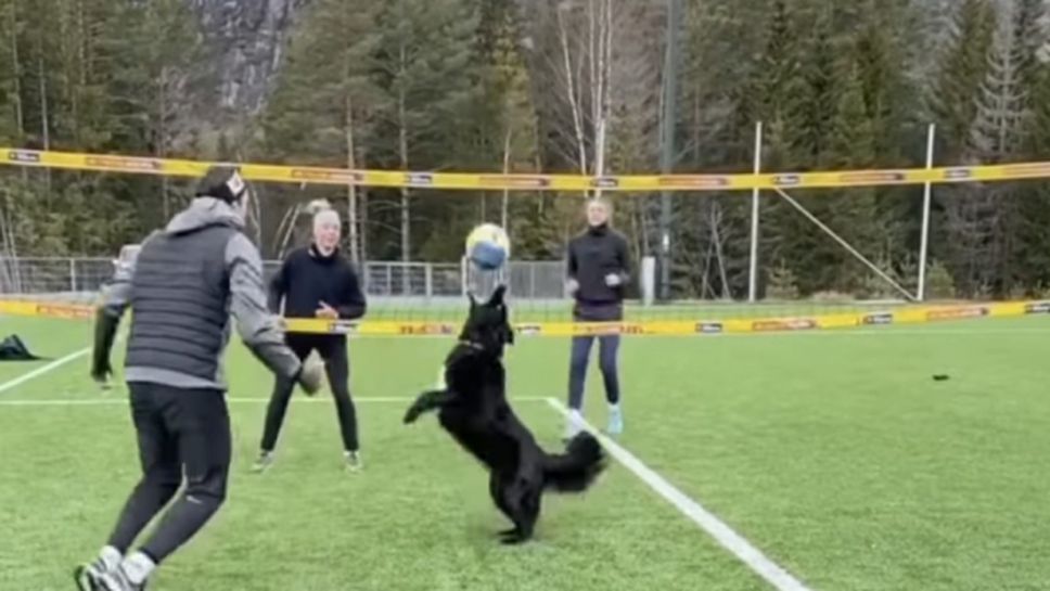 Киара - кучето, което играе волейбол неочаквано добре (видео)