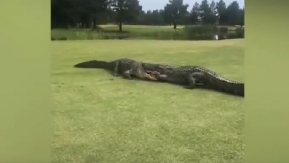 Шокираща гледка! Алигатори се захапаха здраво на голф игрище (видео)