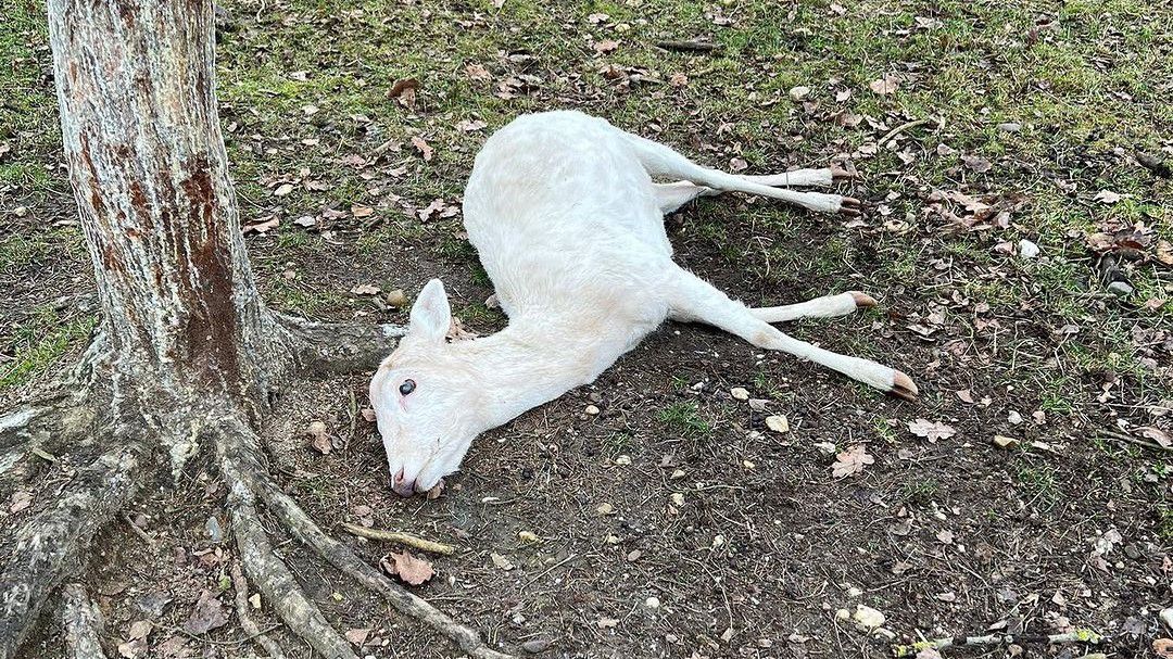 Ez a szerencsétlen állat nem élte túl a petárdázást, ami megzavarta Ralf tanyájának nyugalmát (Fotó: Instagram)
