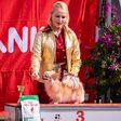 Miló Viki csivavái Európa királynői lehetnek
