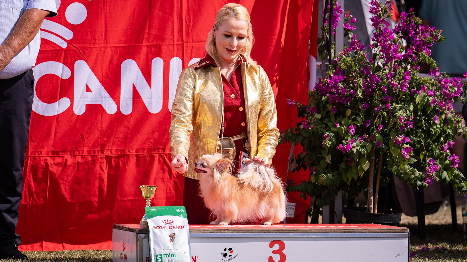 Miló Viki a szlovéniai az Európa Dog Show-n is szeretné, ha csivavái a dobogón végeznének