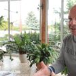 Sportal TV: Petry Zsolt két percben Dibusz Dénesről és a Bundesligáról