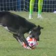 Sárga lapot neki! Ki akarta rágni a labdát egy kutya a magyar futballista meccsén – videóval