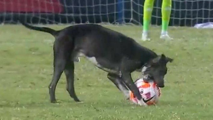Sárga lapot neki! Ki akarta rágni a labdát egy kutya a magyar futballista meccsén – videóval