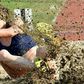 Kár, hogy nem Európa-bajnokságot rendezünk! Előkelő ranglistás helyen a csütörtöki hősök – videóval