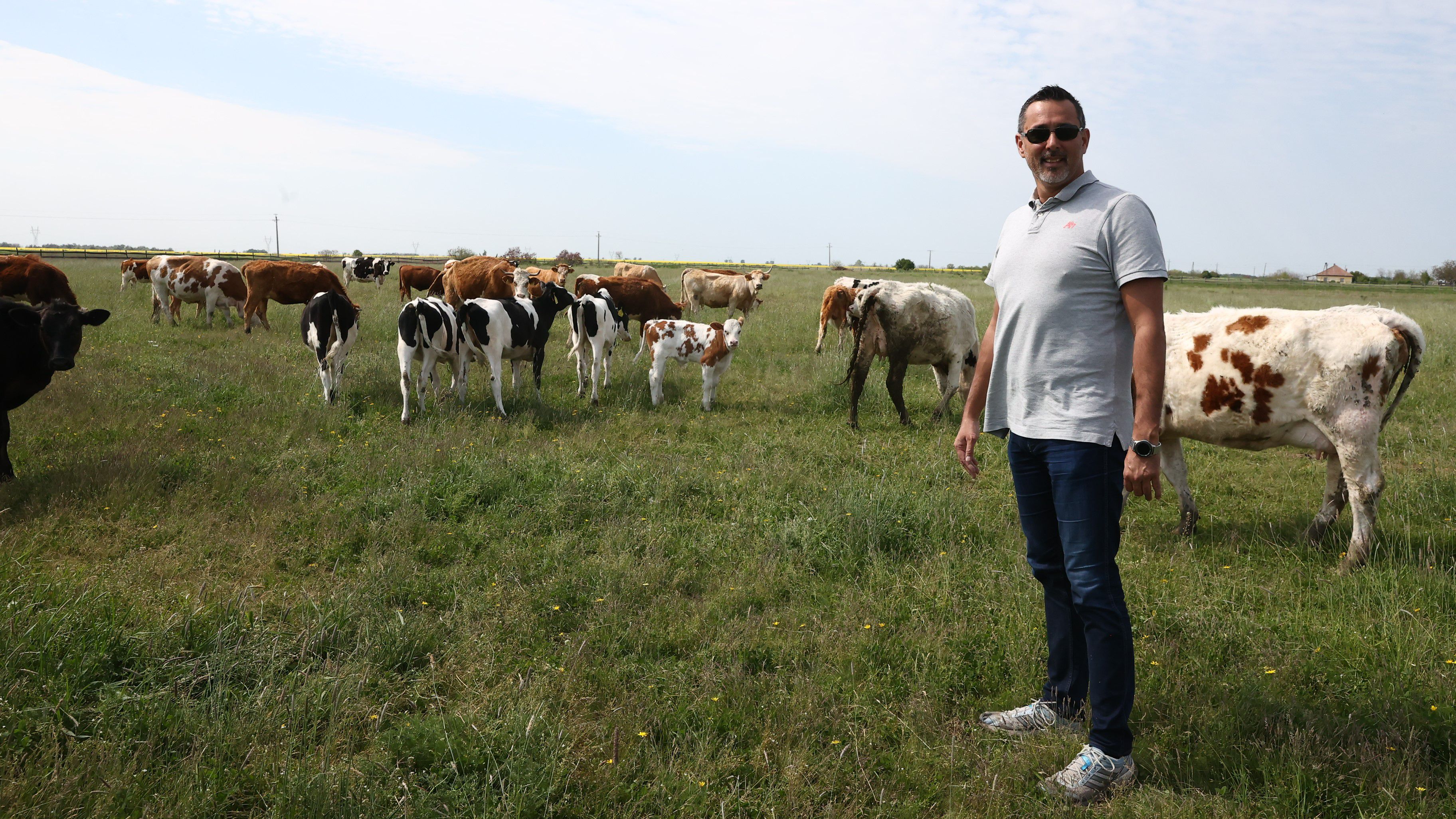 Szécsiék farmján hatvan szarvasmarhát tartanak /Fotó: Pozsonyi Zita