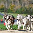 Gerald Schinzel (Fotó: dogsport.hu)
