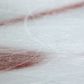 NHL – Eldőlt a párosítás keleten