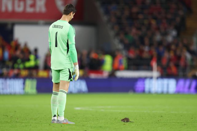 Thibaut Courtis a mérkőzést megakasztó patkánnyal