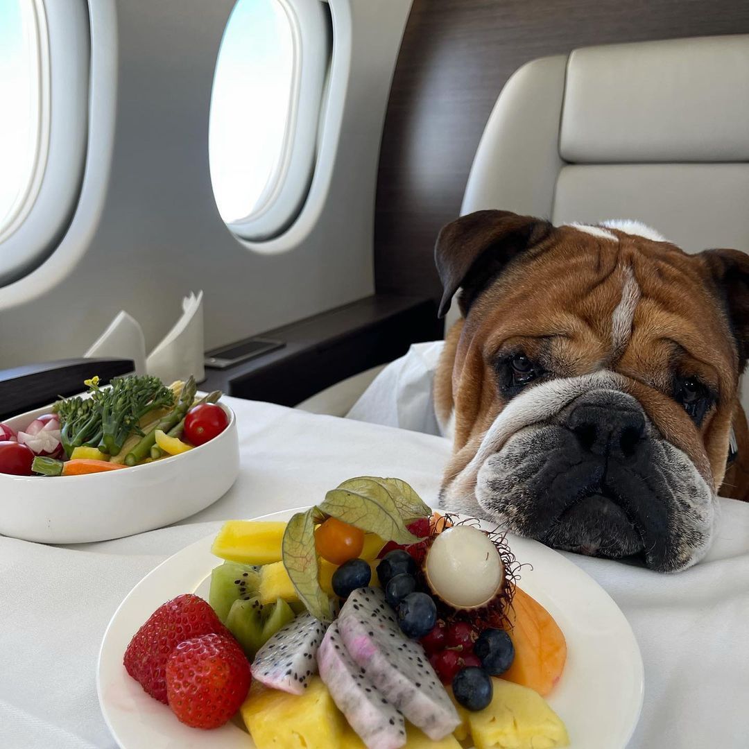 A brit Forma–1-es pilóta kutyája, Roscoe állítólag jobban érzi magát vegaként / Fotó: Instagram