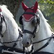 Négyesfogathajtó-vb: ifjabb Galbács Ferenc volt a legjobb magyar az első napon