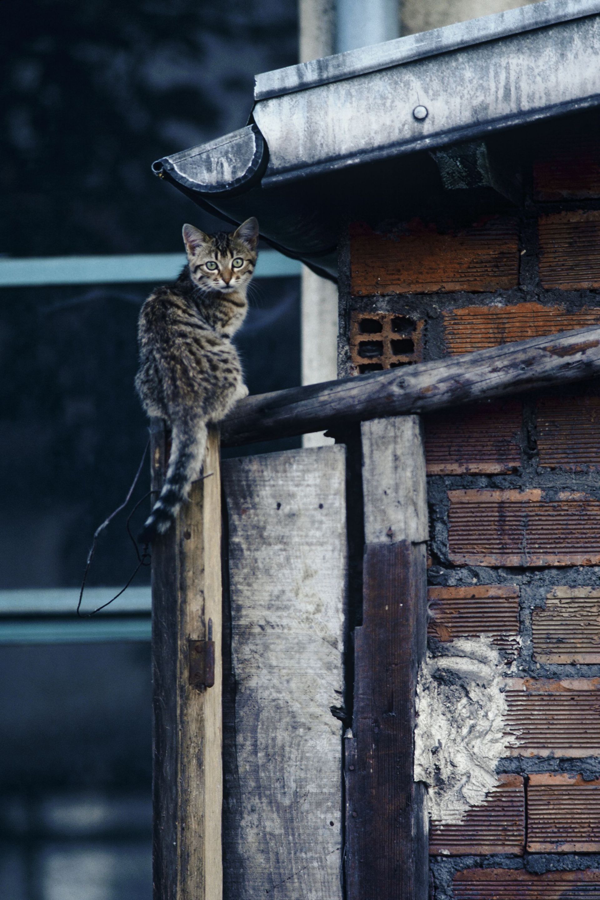A macska megmentéséért csaknem a saját életével fizetett (Illusztráció: Getty Images)