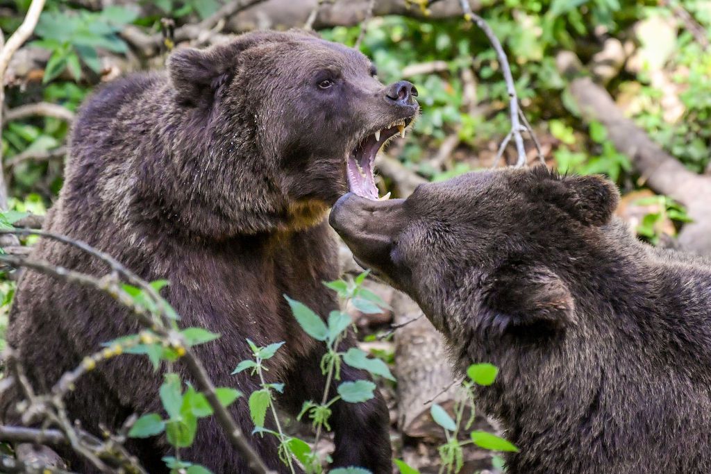 Az első, nyugis medve után a második már nem volt olyan barátságos kedvében (Getty Images)