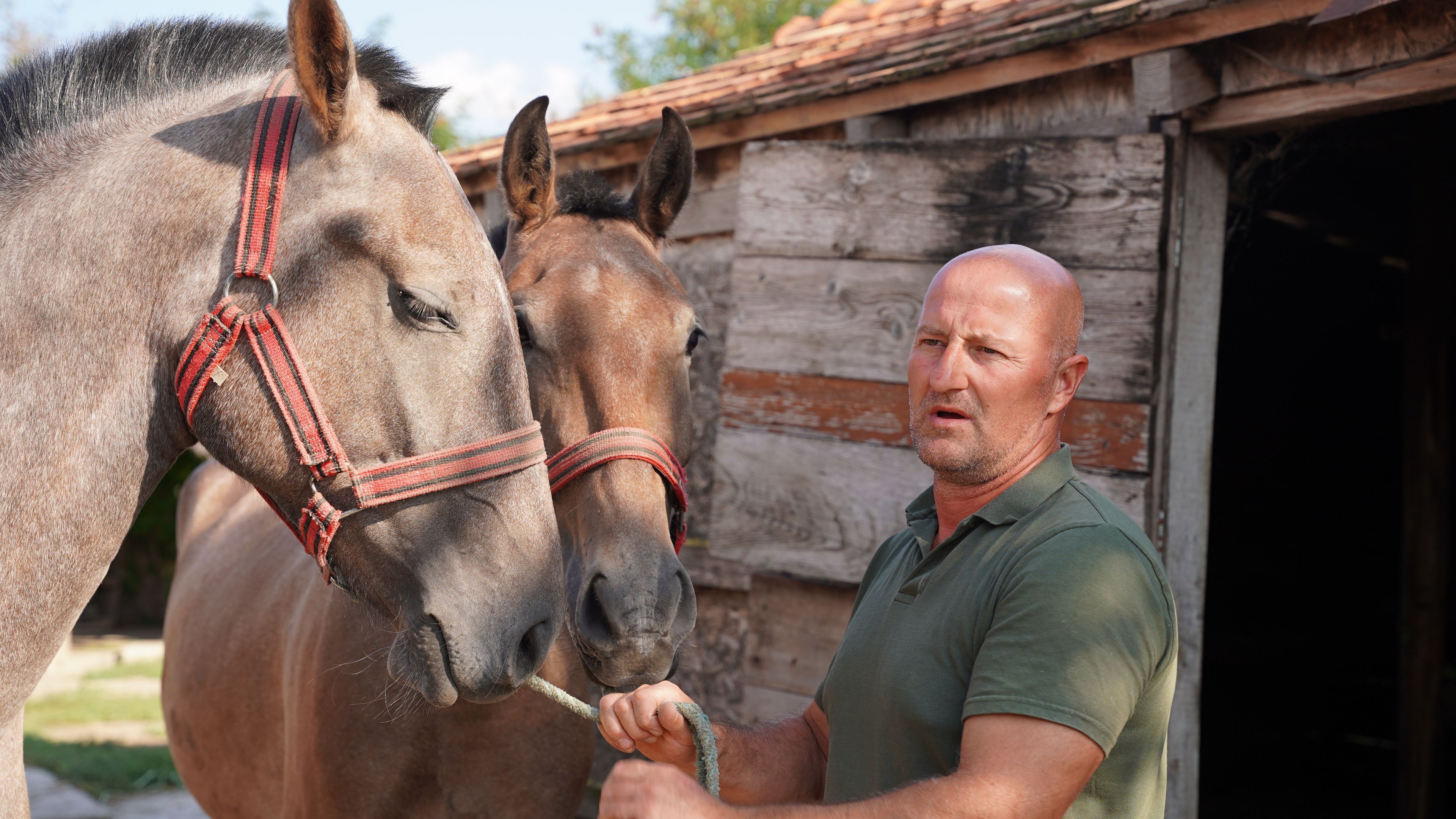 A Fehérvár jelenlegi játékosaira nem kíváncsi, sokkal nagyobb örömét leli lovai gondozásában és a fogathajtásban. (Fotó: Kaiser Tamás)