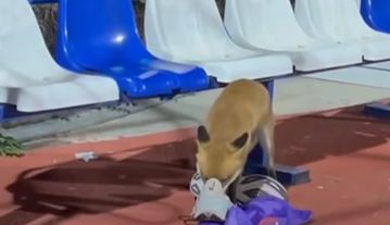 Αλεπού... κλέφτρα στο ΟΑΚΑ, πήρε ένα παπούτσι (vid)