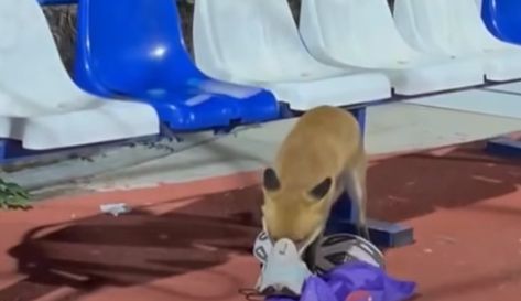 Αλεπού... κλέφτρα στο ΟΑΚΑ, πήρε ένα παπούτσι (vid)