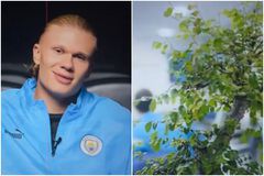 Τα μυστικά του Χάαλαντ προς την επιτυχία: Από τον Ενρίκε Ιγκλέσιας μέχρι το «μαγικό» μπονσάι (vid)