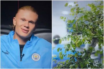 Τα μυστικά του Χάαλαντ προς την επιτυχία: Από τον Ενρίκε Ιγκλέσιας μέχρι το «μαγικό» μπονσάι (vid)