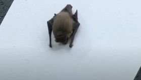 Η νυχτερίδα που έκλεψε την παράσταση στο φιλικό του Ολυμπιακού με τη Χέρενφεν (pic)