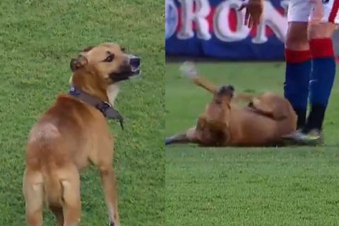 Σκύλος έκανε... ντου στον αγωνιστικό χώρο κατά τη διάρκεια του Σαν Λορέντζο - Ουνιόν Σάντα Φε και έκοβε βόλτες για τρία λεπτά