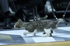 Γάτα μπήκε στο παρκέ της «Sunel Arena» την ώρα του τελικού του BCL