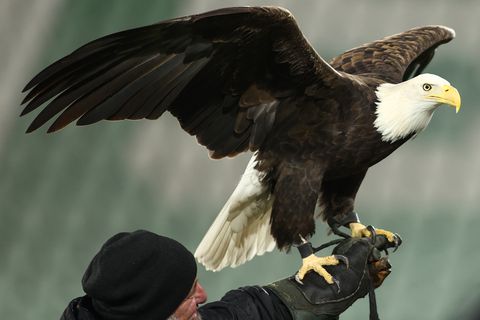 Ο επιβλητικός αετός της Λουντογκόρετς στο παιχνίδι με τον ΠΑΟΚ (pics & vid)