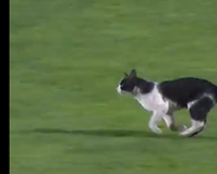 Απίστευτο σκηνικό στην Πορτογαλία με πρωταγωνίστρια μια γάτα (vid)