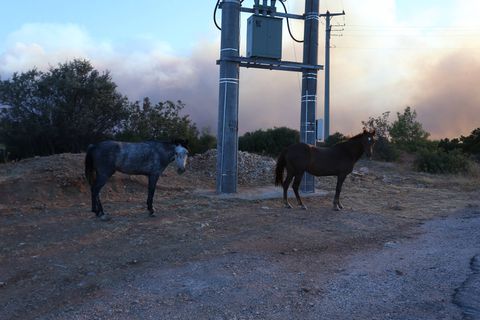 Ανοιχτά τα γήπεδα Άνοιξης και Παλλήνης για τα πυρόπληκτα ζώα