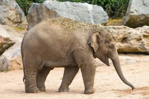 Κλείνει ο Ζωολογικός Κήπος στη Θεσσαλονίκη – Τι κρούσμα βρέθηκε