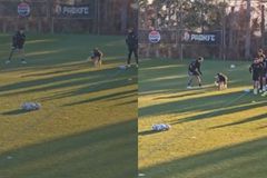 Σκύλος έκανε... ντου στην προπόνηση του ΠΑΟΚ (vid)