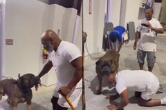 Το παιχνίδι του Μάικ Τάισον με έναν... γιγάντιο σκύλο