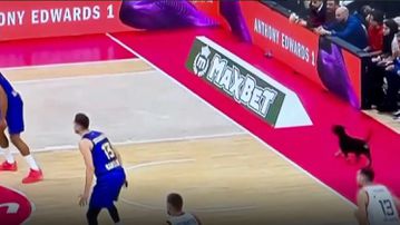Απίθανη σκηνή στην Belgrade Arena: Σκυλάκι έφτασε μέχρι την baseline κατά την διάρκεια του αγώνα Ερυθρός Αστέρας - Μπαρτσελόνα (vid)