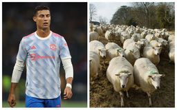 Ο Κριστιάνο πουλάει το παλάτι των... προβάτων που είχε στην Αγγλία για έξι εκατ. ευρώ