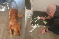 Οπαδός της Νιούκαστλ αγόρασε εισιτήριο για τον τελικό του Καραμπάο Καπ και ο σκύλος του... το εφαγε