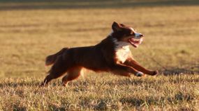 Πάτρα: Σκύλος επιτέθηκε σε γυναίκα – Την τραυμάτισε και κατασπάραξε το κατοικίδιό της