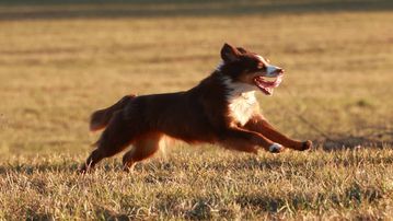 Πάτρα: Σκύλος επιτέθηκε σε γυναίκα – Την τραυμάτισε και κατασπάραξε το κατοικίδιό της