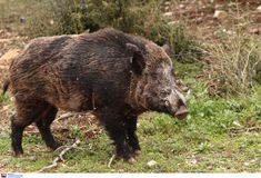 Αγριογούρουνο επιτέθηκε σε κυνηγό στην Καστοριά και τον τραυμάτισε σοβαρά