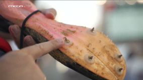 Το σπασμένο καρφί στο παπούτσι του Τεντόγλου - Τρόμαξε το κοινό (vid)