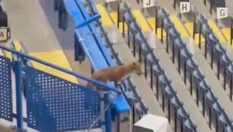 Αλεπού μπήκε στο γήπεδο πριν το Τσέλσι - Μπαρτσελόνα (vid)