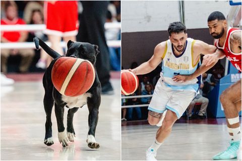 Τρομερό σκηνικό: Σκύλος μπήκε στο παρκέ την ώρα του αγώνα Χιλή - Αργεντινή (vid)