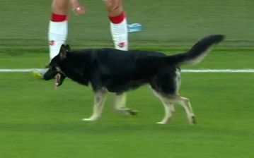 Σκύλος μπούκαρε στο γήπεδο στο παιχνίδι Γεωργία-Ολλανδία (vid)