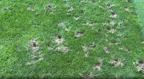 Αρουραίοι έκαναν «ντου» στο γήπεδο της Σερβέτ