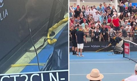 Τρόμος στην Αυστραλία: Δηλητηριώδες φίδι εμφανίστηκε σε αγώνα τένις