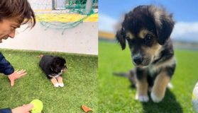 Ο σκύλος «Μαλέβο» που βρήκε ο Αλμέιδα κι έγινε «κάτοικος» Σπάτων (vid)