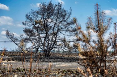 Mannen fietsen NK-tijdrit door De Hoge Veluwe