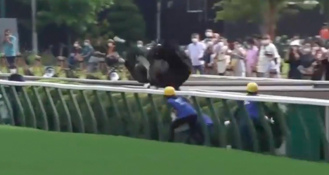 😲🎥 | Racepaard wordt wild en springt op hoge snelheid met backflip over een hek