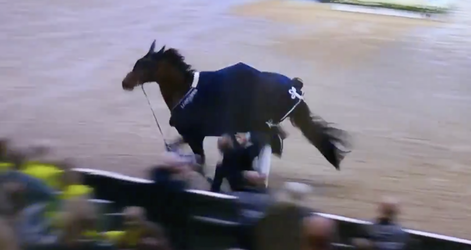 🎥 | Springruiter wint wereldbekerwedstrijd en valt tijdens huldiging van z'n paard 😱