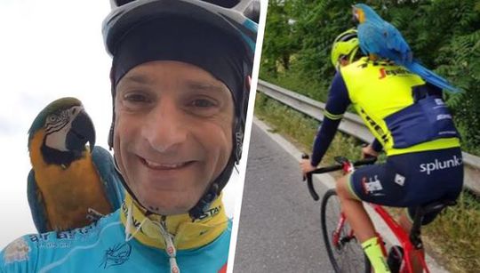 Papegaai Franky, het trouwe maatje van Scarponi, vliegt nu met Nibali mee