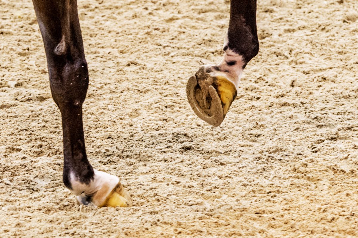 Nee joh! Vlaamse Amazone (31) overleden na val van paard