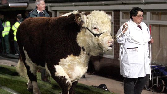 Ronaldo de stier proeft van Wembley-gras